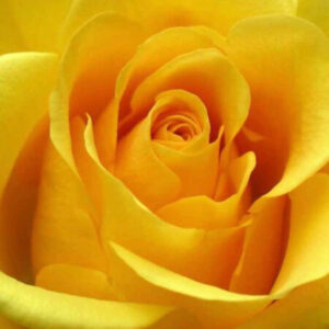 Profile photo of Andrea LaBostrie